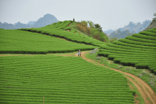 Explore the Beauty of Moc Chau: The Hidden Gem of Northern Vietnam
